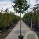 Prunus l. 'Caucasica' 10-12 cm container LEIVORM 200 cm stam