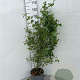 Rosa (o) canina 100-125 cm 5,0L