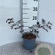 Rosa glauca 20-30 cm 2,0L