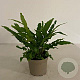Asplenium scolopendrium GM 2,0L