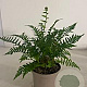 Dryopteris affinis GM 2,0L