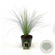Stipa tenuissima 'Ponytails' GM 2,0L