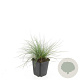 Festuca glauca 'Elijah Blue' GM P9