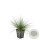 Festuca glauca 'Elijah Blue' GM P9