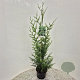 Thuja pl. 'Atrovirens' 100-125 cm 3,0L