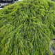 Acacia cognata 175-200 cm 20L