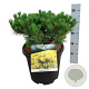 Hedera hel. 'Woerner' 120x180 Mobilane vanaf 35 st