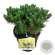 Hedera hel. 'Woerner' 120x180 Mobilane vanaf 35 st