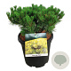 Hedera hel. 'Woerner' 120x180 Mobilane vanaf 35 st