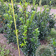 Ilex meserv. Heckenfee 80-100 cm met kluit