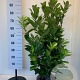 Prunus I. 'Rotundifolia' 60-80 cm met kluit