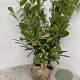 Prunus I. 'Rotundifolia' 60-80 cm met kluit