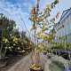 Prunus subh. 'Autumnalis Rosea' 250-300 cm container meerstammig