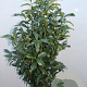 Prunus l. Genolia 125-150 cm met kluit