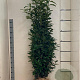 Prunus l. Genolia 125-150 cm met kluit