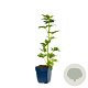 Aconitum carm. 'Arendsii' GM  P11