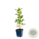 Aconitum carm. 'Cloudy' GM  P11