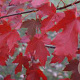Acer freemanii 350-400 cm cont. 130L