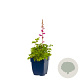 Astilbe c. 'Pumila' GM  P11