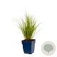 Carex 'Phoenix Green' GM  P11