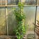 Acer griseum 150-175 cm 20L