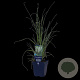 Cortaderia s. 'Pumila' GM  P11