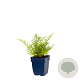 Dryopteris f.-m. 'Lin. Polydactyla' GM  P11