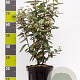 Elaeagnus ebbingei 60-80 cm 7,5L
