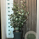 Elaeagnus ebbingei 60-80 cm 7,5L