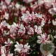 Gaura l. Gaudi Light Pink GM  P11