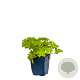 Geranium macrorrhizum GM  P11