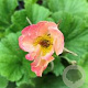 Geum rivale 'Mai Tai' GM  P11