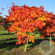 Acer japonicum 'Vitifolium' 125-150 cm cont. 80L