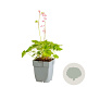 Heucherella Pink Revolution GM  P11