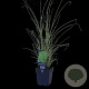 Miscanthus sin. 'Morning Light' GM  P11