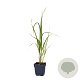 Molinia arund. 'Karl Foerster' GM  P11