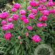 Paeonia (LD) 'Karl Rosenfield' GM  P11