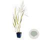 Panicum virgatum 'Rehbraun' GM  P11