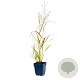 Panicum virgatum 'Squaw' GM  P11