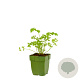 Petroselinum crispum neapolitanum GM  P11