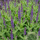 Salvia sylv. 'Balsalarv' GM  P11