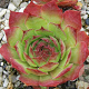 Sempervivum 'Seerosenstern' GM  P11