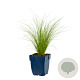 Stipa tenuissima 'Ponytails' GM  P11