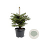 Abies koreana 25-30 cm 3,5L