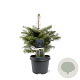 Abies koreana 25-30 cm 3,5L