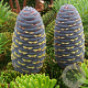 Abies koreana 25-30 cm 3,5L