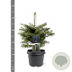 Abies koreana 25-30 cm 3,5L