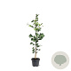 Ginkgo biloba 80-100 cm 5,0L