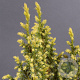 Juniperus pingii 'Hulsdonk Yellow' 25-30 cm 3,5L
