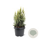 Juniperus pingii 'Hulsdonk Yellow' 25-30 cm 3,5L